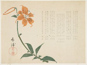 Tiger lily, c.1861-64 by Shumpo